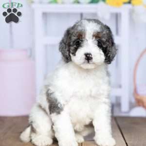 Mia, Mini Bernedoodle Puppy